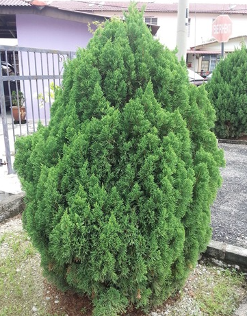 Tùng sà, bách xù