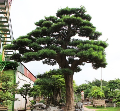 tùng bồng lai