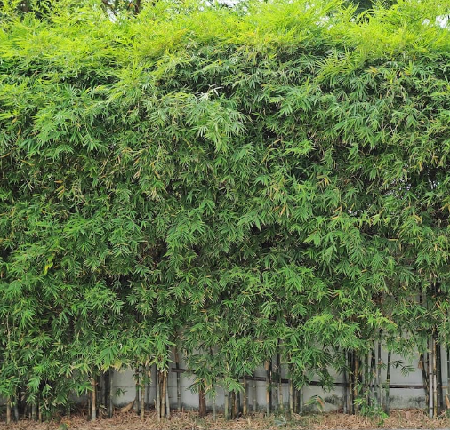 trúc quân tử