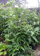 Trúc Nhật