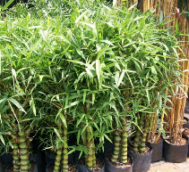 trúc bụng phật