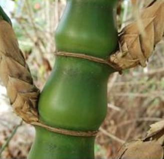 trúc bụng phật