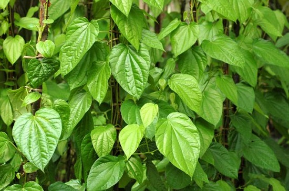 trầu không