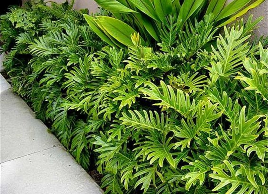 Trầu bà chân vịt