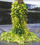 Trầu bà