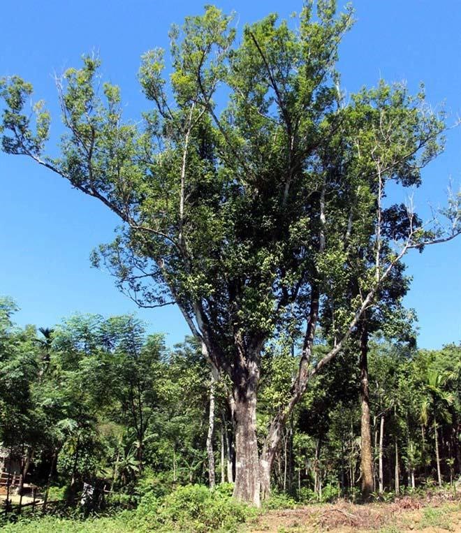 trầm hương