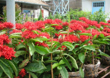 Trang mỹ