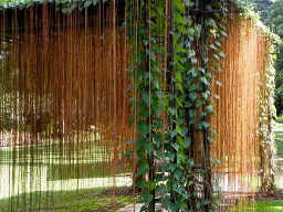 Tơ hồng Thái