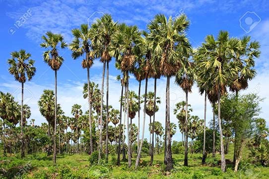 thốt nốt