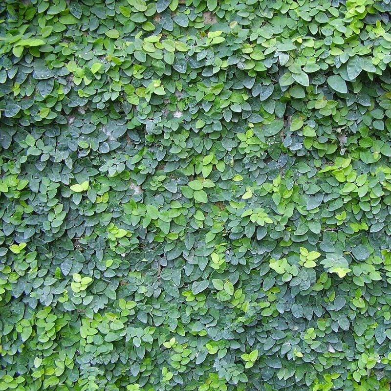 Thằn Lằn