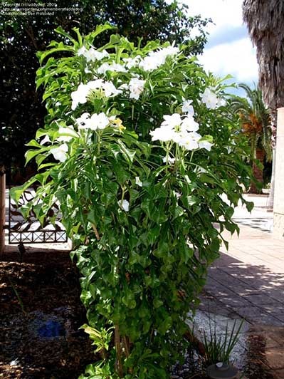 Sứ diệp tiễn