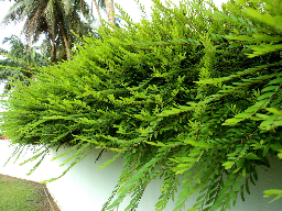 Sơn liễu Thái