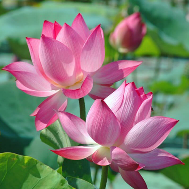 Cỏ bạc đầu
