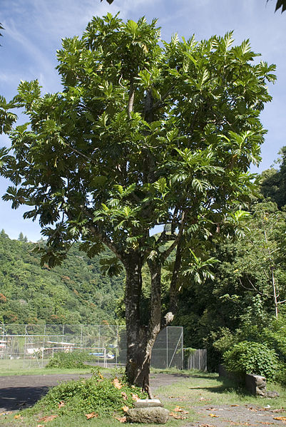 Cỏ gừng