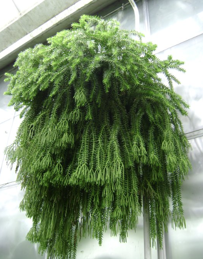 Râu rồng