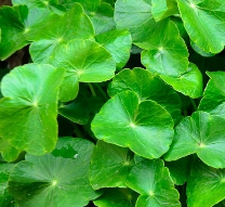 cỏ đồng tiền