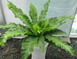 ráng ổ phụng