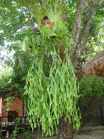 Ổ rồng dừa, ổ rồng tràng