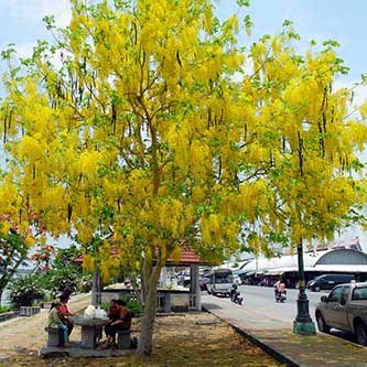 Lau sậy