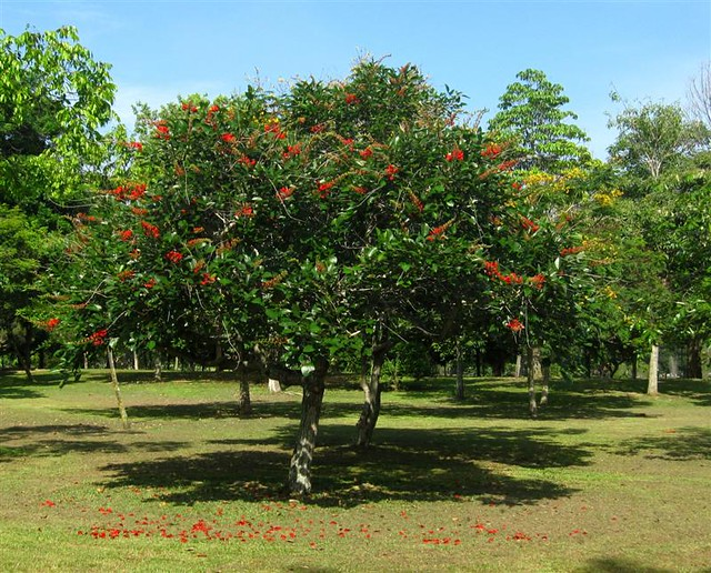 Sậy nước