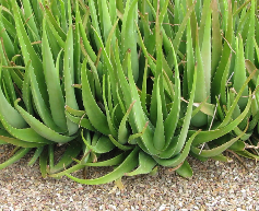 Nha đam, lô hội