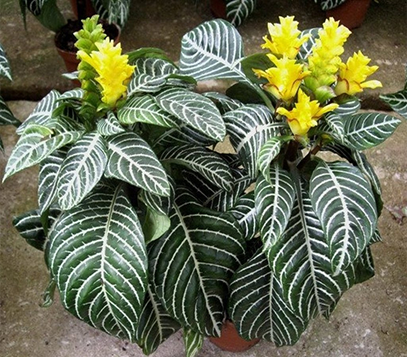cây lá ngựa vằn