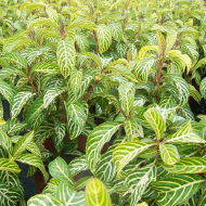 Ngũ sắc diệp