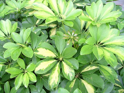 Ngũ gia bì cẩm thạch