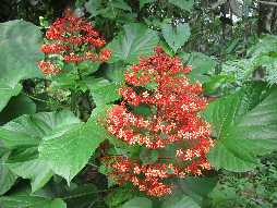 Mò đỏ, xích đồng nữ