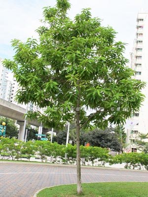 Năn bộp