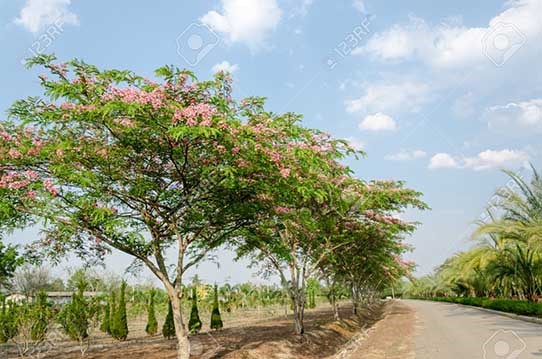 Cỏ nến to