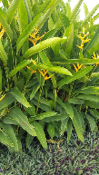 cây mỏ két