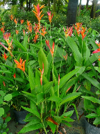 Mỏ két cam
