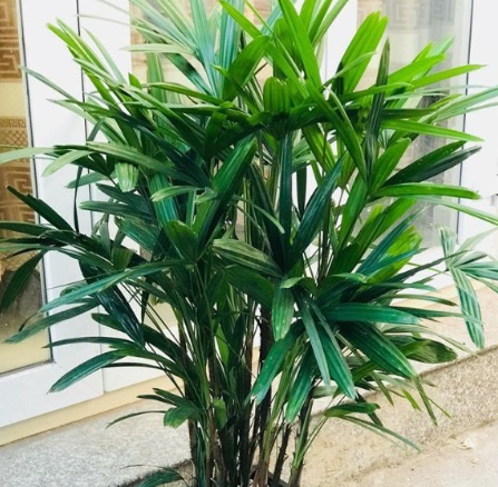 mật cật