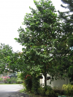 Mận