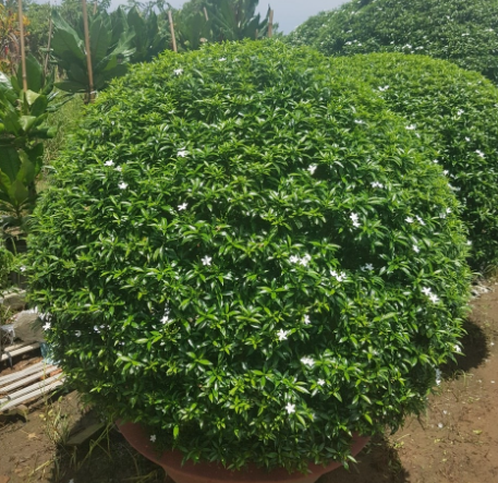 cây mai chỉ thiên