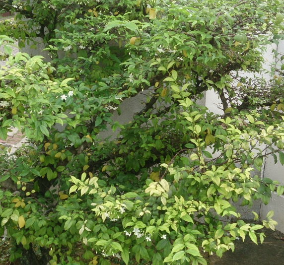 cây mai chiếu thủy