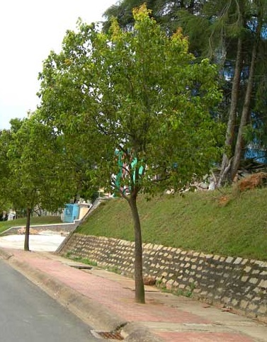long não
