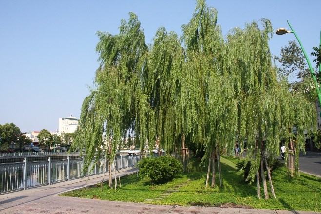 liễu rũ