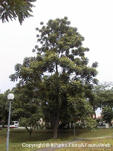 lát hoa