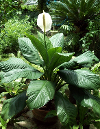 Lan ý Mỹ