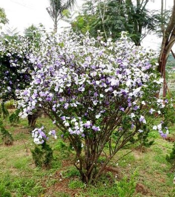 đầu lân