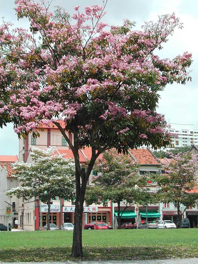Kèn Hồng