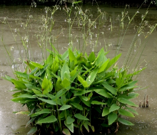 hồng hạc | cần câu