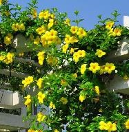 Huỳnh anh leo, dây huỳnh