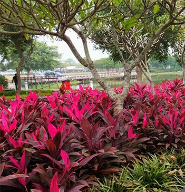 Huyết dụ đỏ, huyết huệ
