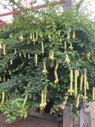 Huyền trân công chúa, tu hú phi