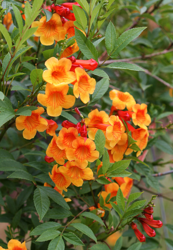 Hoàng yến cam