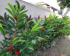 Hạnh phúc, riềng đỏ