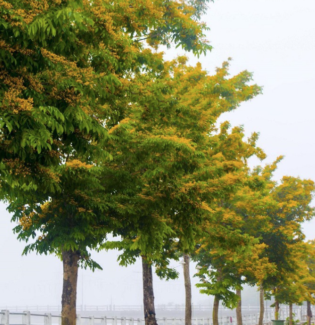 Giáng hương